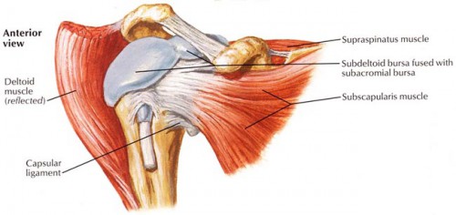 tendons of shouldermuscles of rotator cuff model - ModernHeal.com