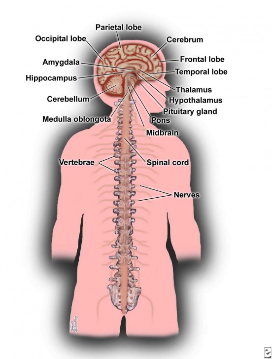 the central nervous system for kids - ModernHeal.com