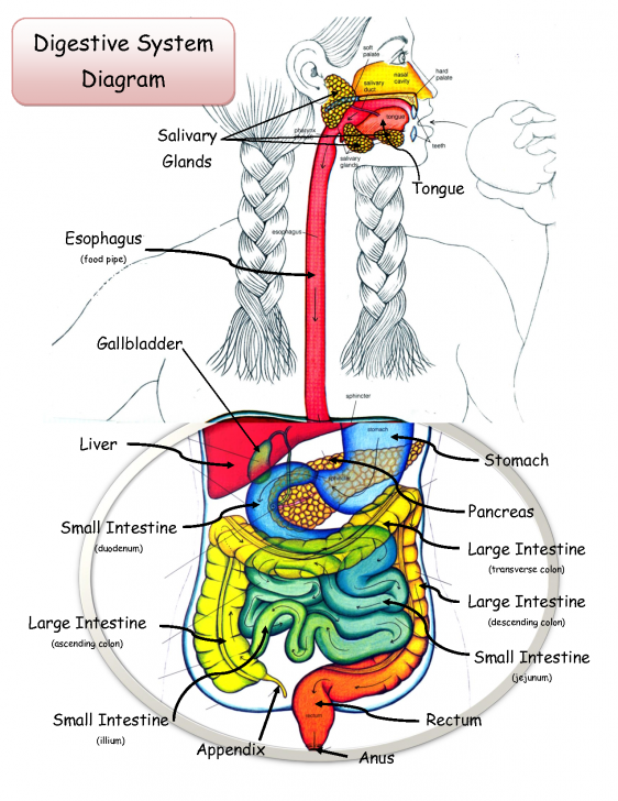 The Digestive System Diagram Labeled 562x728 