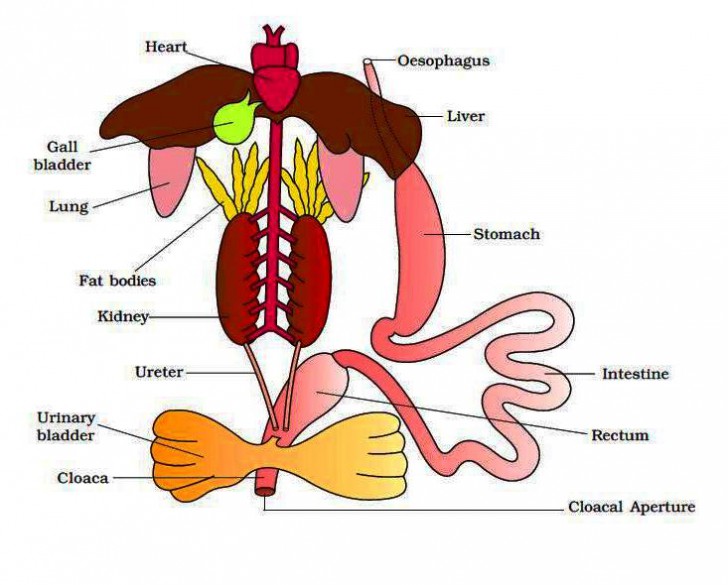 the digestive system functions - ModernHeal.com