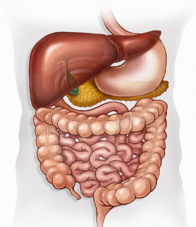 the digestive system unlabeled picture