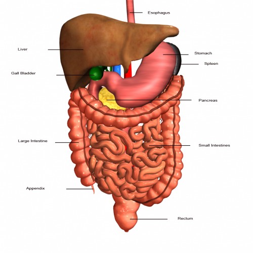 the human digestive system labeled - ModernHeal.com