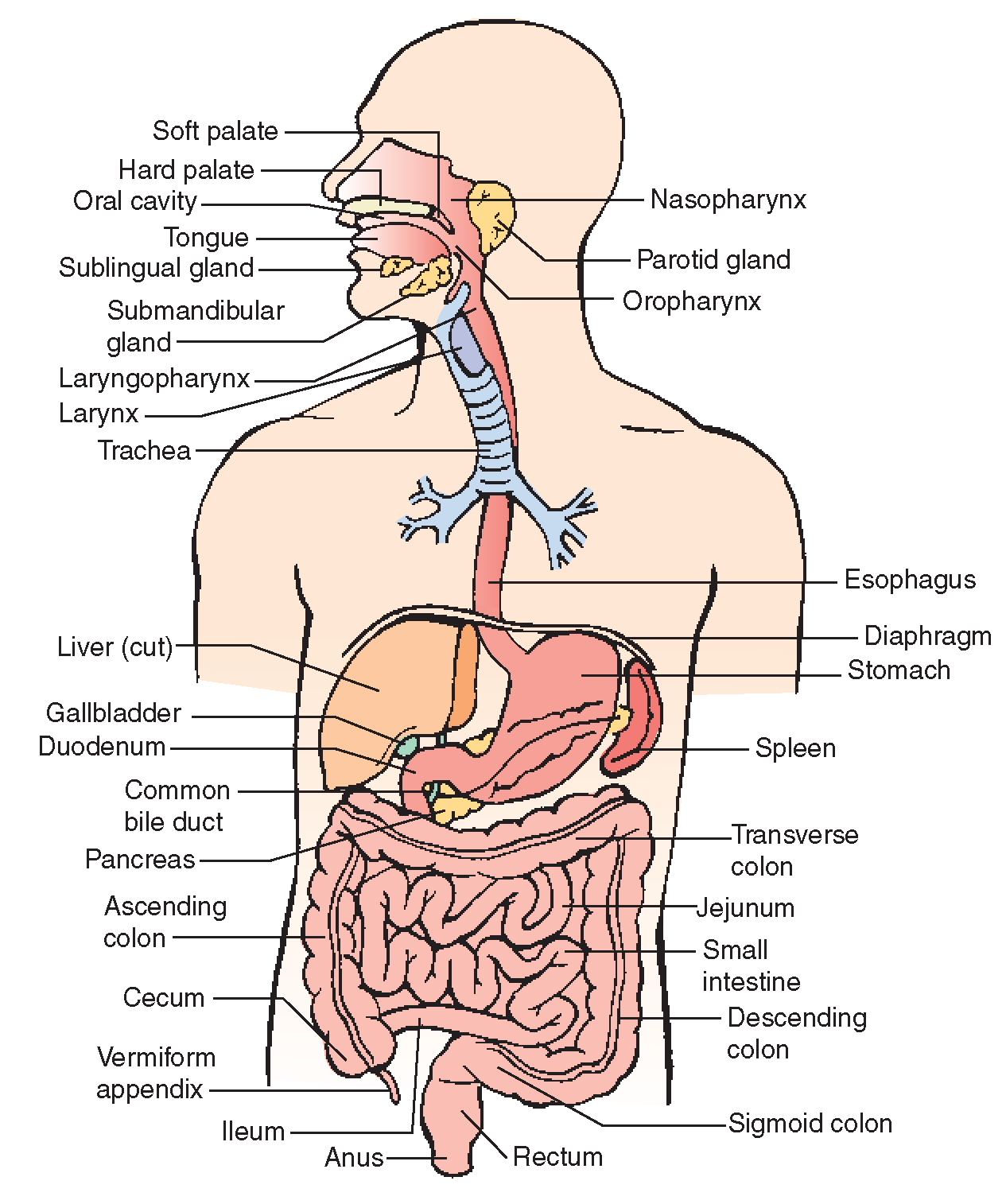 The Human Digestive System Mouth ModernHeal