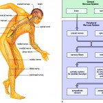 Human Nervous System Common Diseases and Conditions