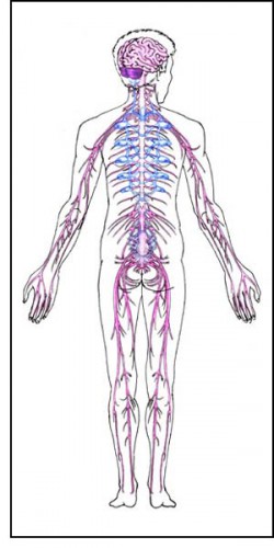 the nervous system diagram for kids - ModernHeal.com