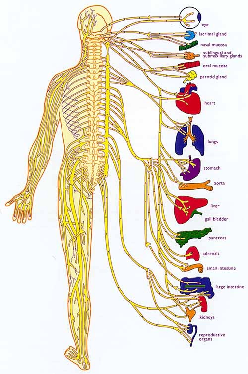 Nervous System Diagram Chart