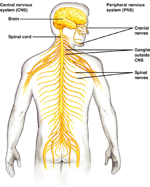 nervous-system-human-body-systems-nervous