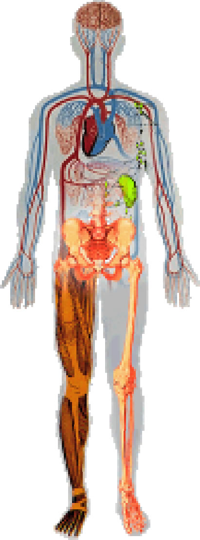 11 Human Body Systems And Functions ModernHeal