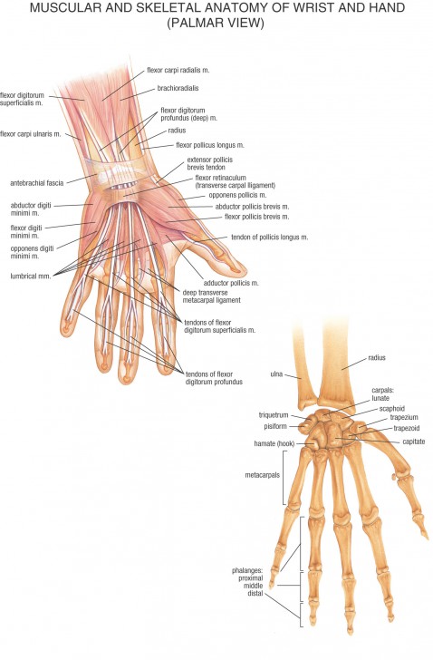 anatomy left hand tendons - ModernHeal.com