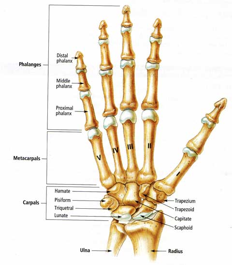 anatomy of a left hand - ModernHeal.com