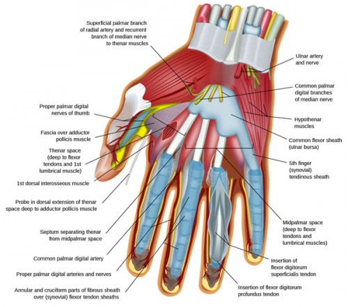 anatomy of left hand bones - ModernHeal.com