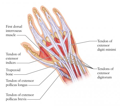 anatomy of the left arm and hand picture - ModernHeal.com