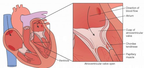 chordae tendineae and papillary muscle - ModernHeal.com