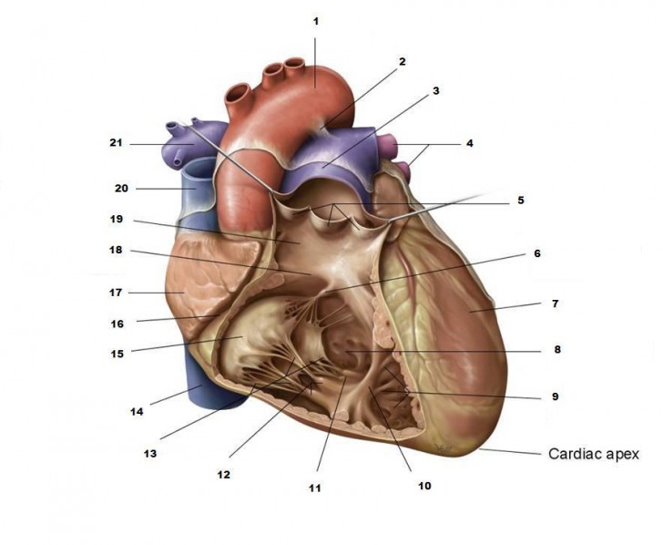 Chordae Tendineae Are Associated With Which Structures