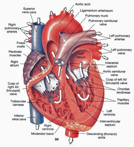 Chordae Tendineae Attached To - Modernheal.com