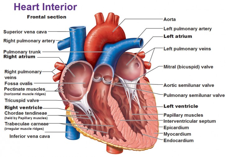 chordae tendineae function - ModernHeal.com