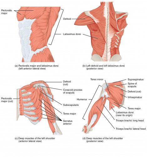 Deltoid Muscle Anatomy Images Modernheal Com