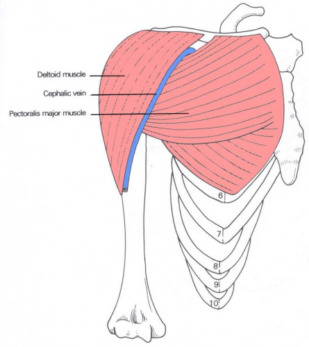 deltoid muscle attachment - ModernHeal.com