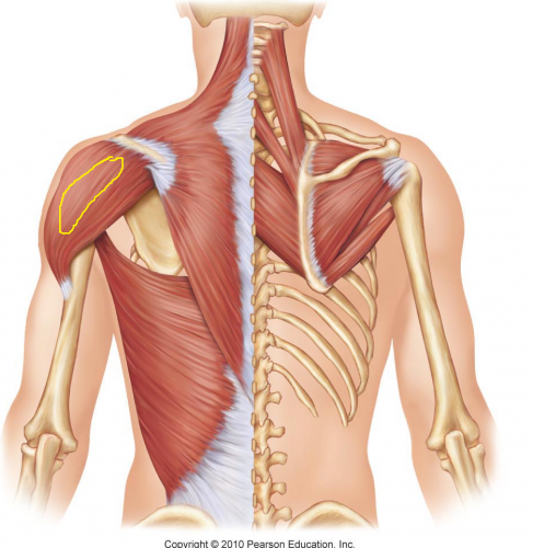 deltoid muscle function - ModernHeal.com