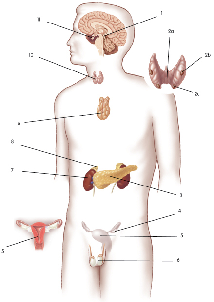 Endocrine System Anatomy Modernheal Com