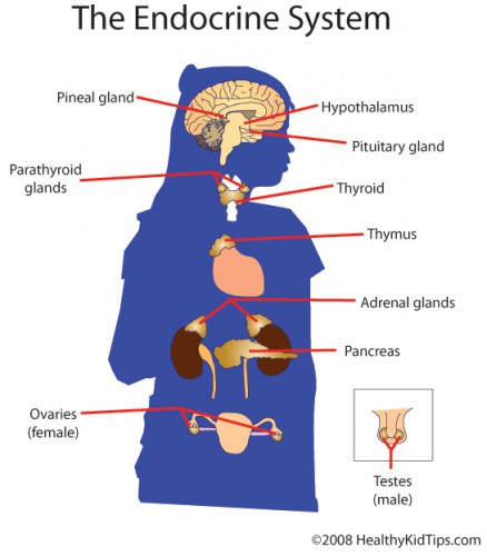 endocrine system and chakras - ModernHeal.com