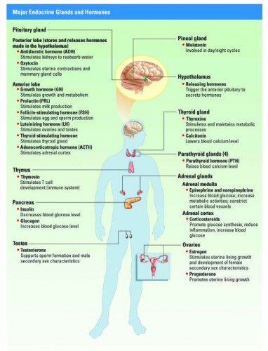 Endocrine System Brain - Modernheal.com