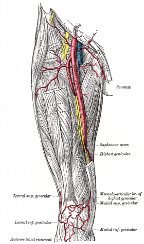 femoral artery - ModernHeal.com