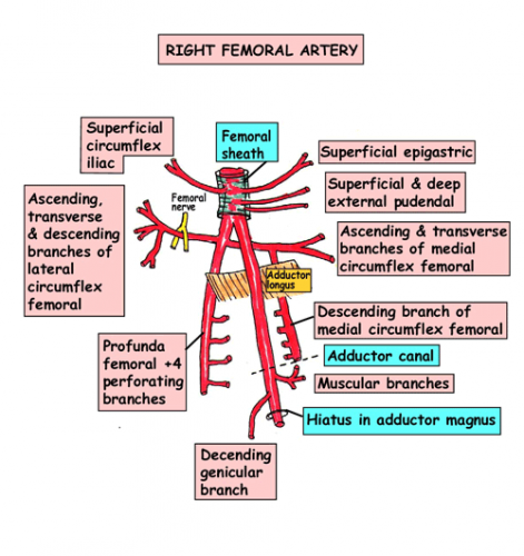 femoral artery anatomy pictures - ModernHeal.com
