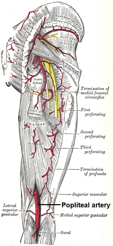 femoral artery and vein anatomy - ModernHeal.com