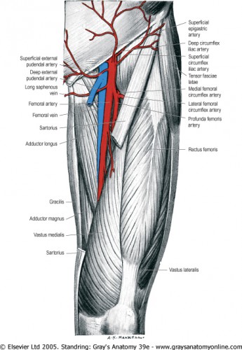 femoral artery blockage - ModernHeal.com