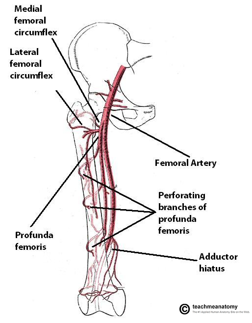 femoral artery diagram - ModernHeal.com