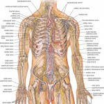 human anatomy abdomen