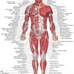 human anatomy and physiology