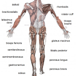 human anatomy art