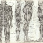 human anatomy back