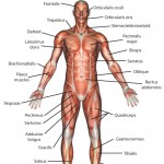 human anatomy back muscles