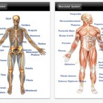 human anatomy back organs