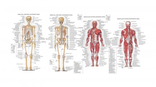 human anatomy back view organs - ModernHeal.com