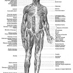 human anatomy body