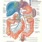 human anatomy body parts