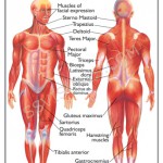 human anatomy bones