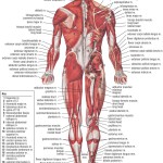 human anatomy chart