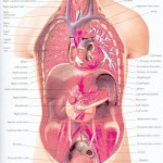 human anatomy circulatory system