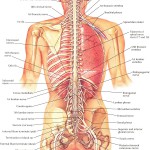 human anatomy diagram