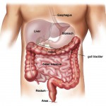 human anatomy diagram organs