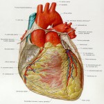 human anatomy digestive system