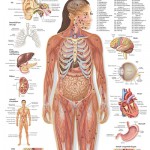 human anatomy woman