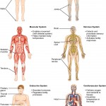 human body systems activities for middle school