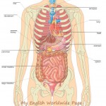 human body systems and diseases