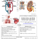 human body systems and functions